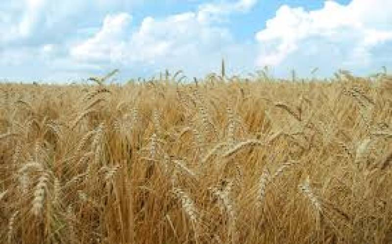 پیش بینی برداشت ۹۰ هزار تن گندم از شهر خوشه های طلایی